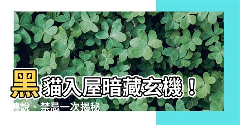 黑貓禁忌|Profite Magazine